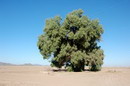 درخت گز آتِل